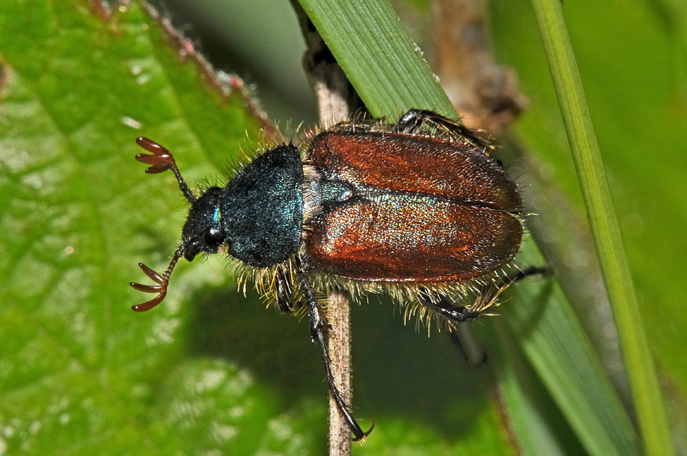 Rutelidae? no, Glaphyridae - Amphicoma abdominalis